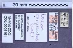 Etikette zu Lacon rorulentus (LeConte, 1859) (NHMW-ZOO-COL-0008161)